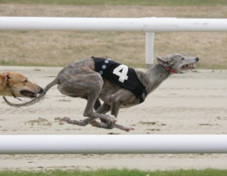 New Bill Proposal Puts Connecticut on Its Way to Ban Greyhound Racing